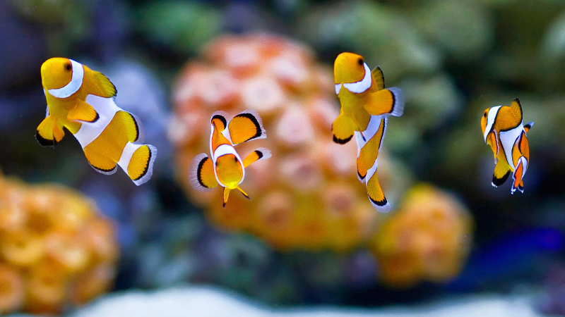 Indoor Family Fun on Long Island: Aquariums, Science Centers, and More | Laffey Real Estate